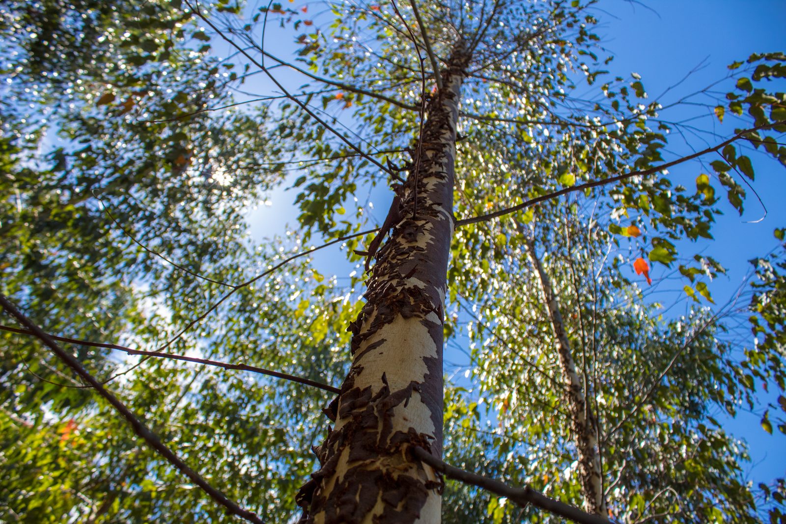 Área minerada em recuperação ambiental — Ramus